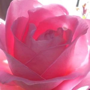 Meet your Posher, Barb